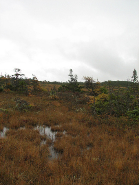 Looking east from confluence point.