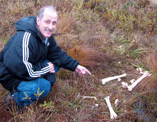 Frank looks at moose bones found on the way to the confluence point.