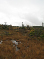 #4: Looking east from confluence point.