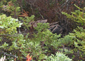 #8: Dead moose we found on the return from confluence point.