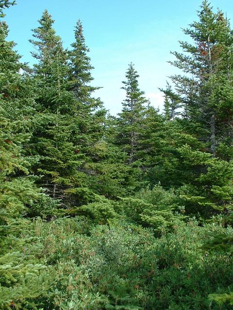 View east from the confluence