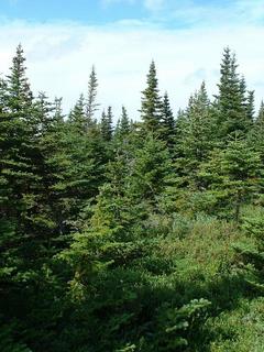 #1: View north from the confluence