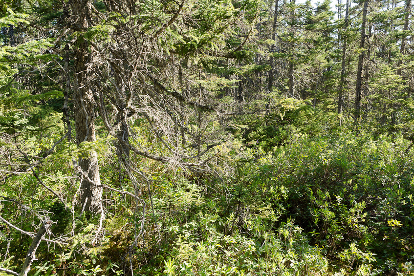 Facing North from Confluence