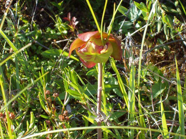 A flower near the landing site