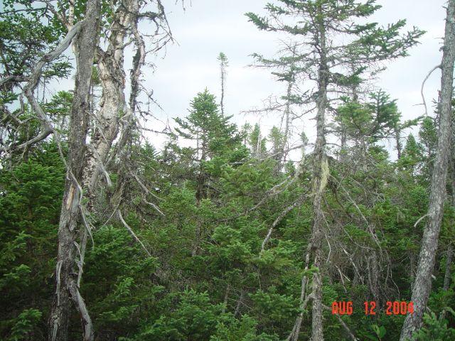 Looking east from confluence