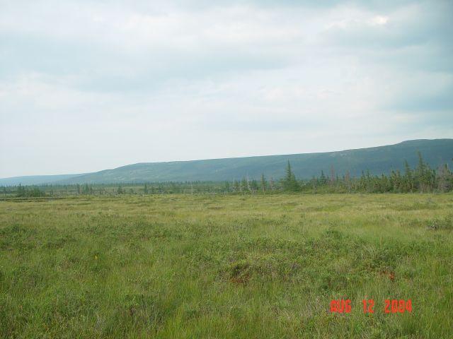 Looking south at the marshy area, 500 metres south of the confluence point