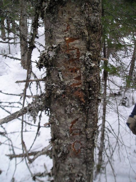 The exact location (tree was dead before carving it)