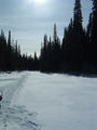 #2: This pic shows the general area from the river, showing the dense Labrador Black Spruce forest. The confluence is uphill to the left about 250m.