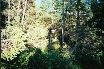 #1: At the site, not much except for black spruce trees