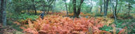 #4: Dave in a panorama of ferns