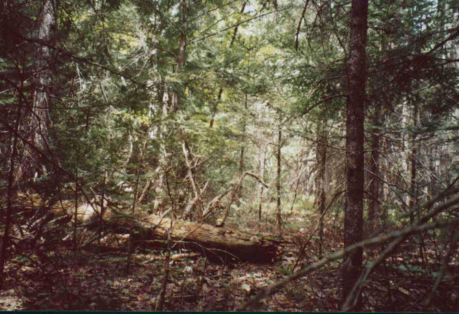 The confluence is close to the dead tree