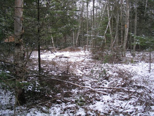 Looking N from the confluence