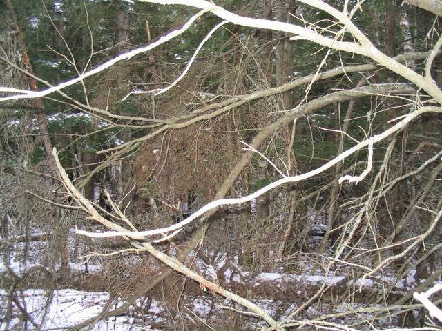 Looking S from the confluence