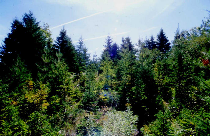 The view south from the confluence into some other trees.