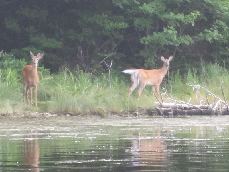 White tail deer