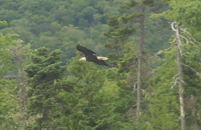 Eagle guarding the point