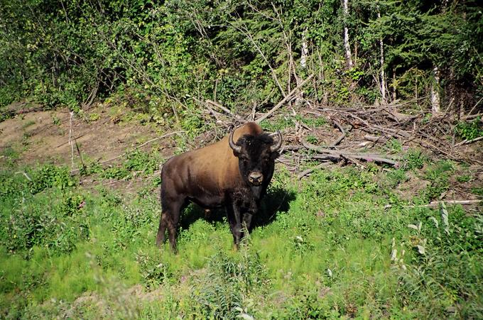 Wood Bison near Netsa River