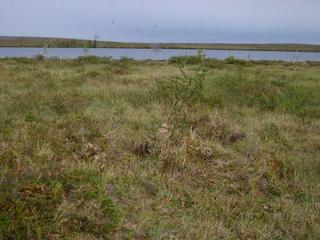 #1: The confluence and view facing east, with bugs.