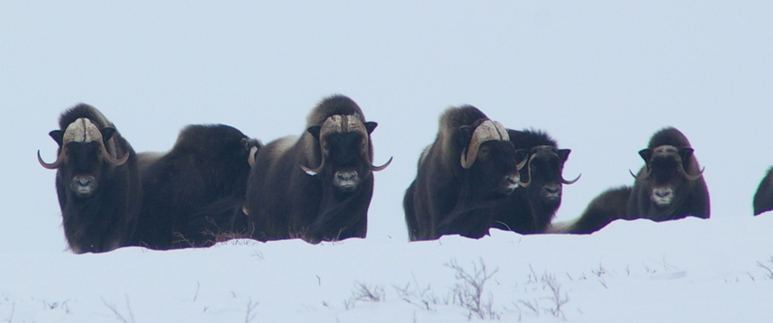 More interesting. These animals were about 300 m from the confluence...obviously they had bagged it before us.