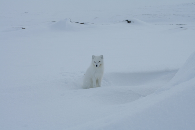 Arctic Fox Chilling