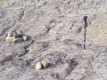 #3: Walking pole marks the spot measured by my GPS.  Rock cairn represents point found by earlier visitor.