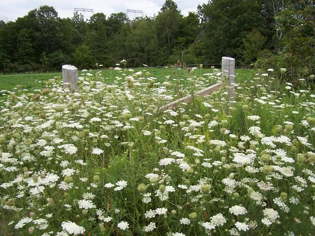 Wildflowers by a fence 70 m from the confluence.