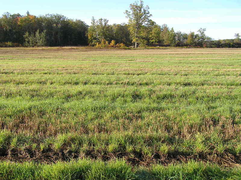 View to the south, at the confluence of 43 North 80 West, in the foreground.