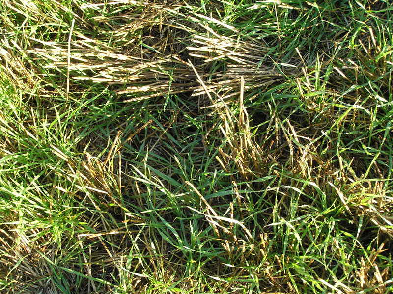 Ground cover at the confluence site.