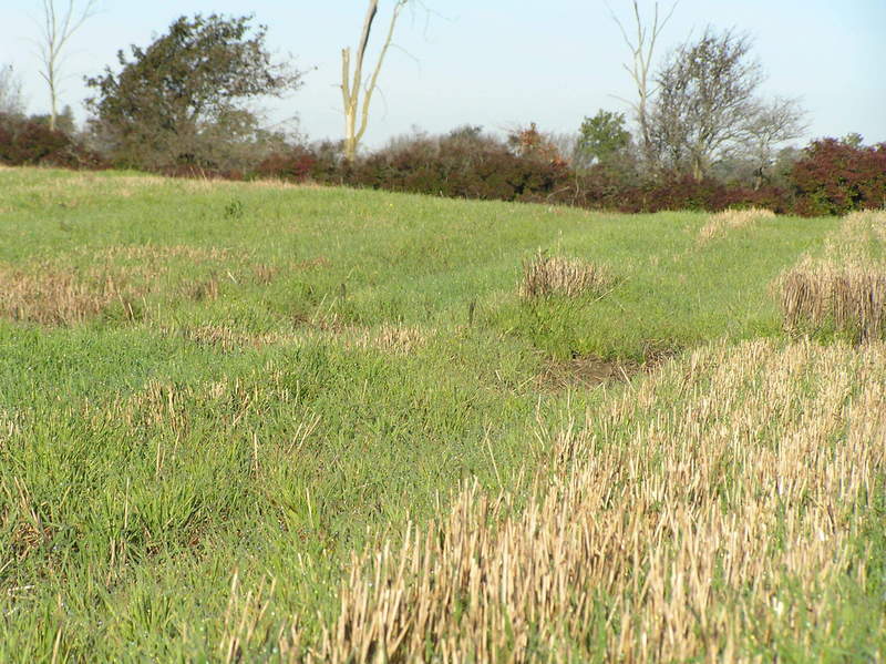 View to the west from the confluence.