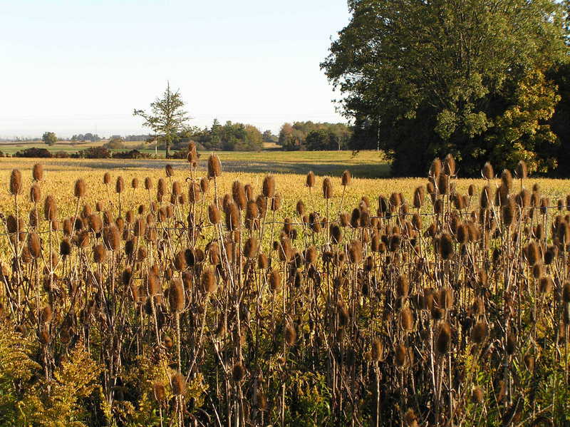 Field view, 60 meters northeast of the confluence, looking north-northwest.