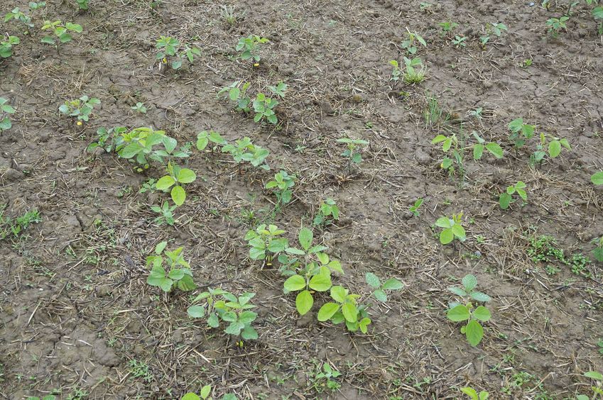 The confluence point lies in this field, recently planted with an unknown (to me) crop