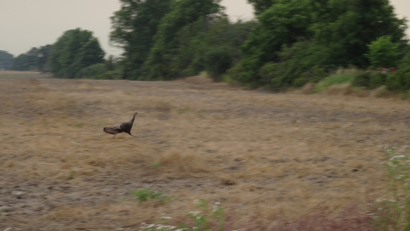 turkey hen leaving the CP area