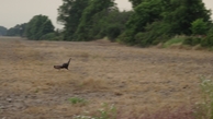 #7: turkey hen leaving the CP area