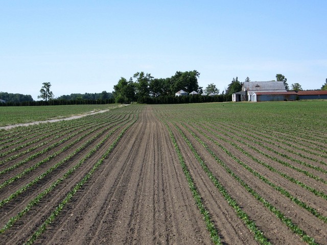 View north back towards owner's farmyard.