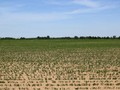 #2: Lots of soy beans in the view to the east.