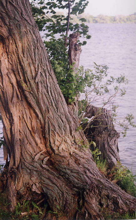 Gnarled Tree on Shore