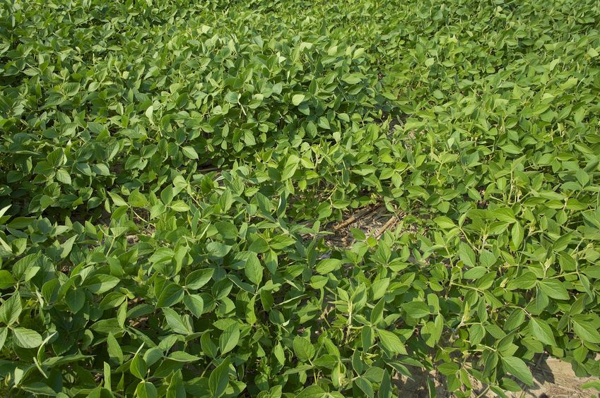 The degree confluence point lies just inside this field