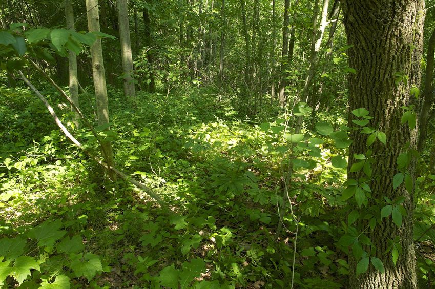 The confluence point - surrounded by forest