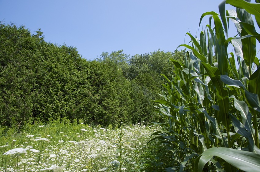 View North, from the edge of the corn field.  A neighbor's house lies on the other side of these trees