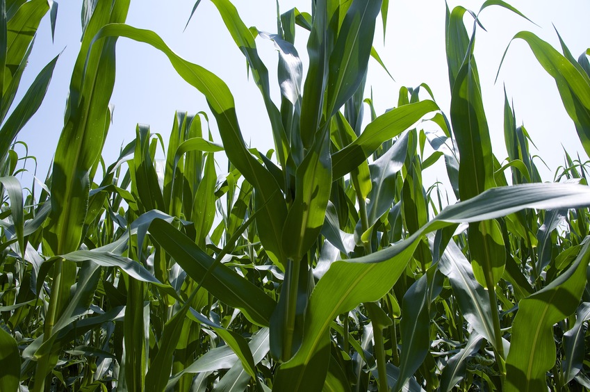 View East (of the cornfield)