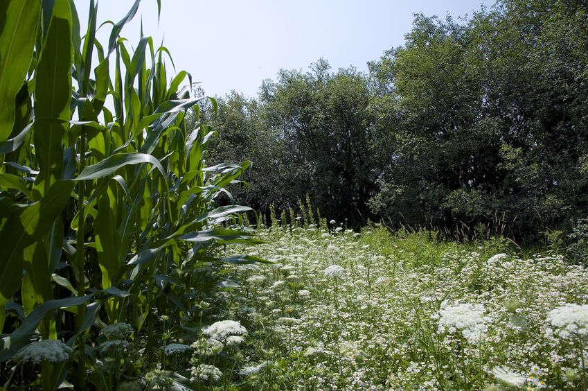 View South, from the edge of the corn field