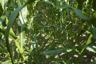 #1: The confluence point lies just inside a corn field