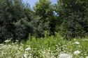 #5: View West, from the edge of the corn field.  Another corn field lies just beyond these trees