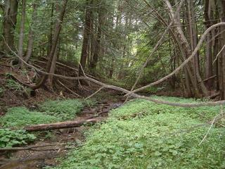 #1: Confluence is at the far end of the green clearing.