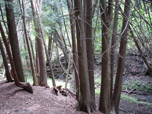 CP is just right of the clump of trees