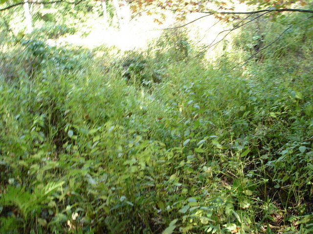 Another view of confluence just green leaves at this time of year