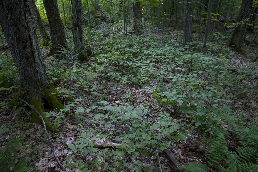 The confluence point lies in an open area of forest (with thinly-spaced trees)