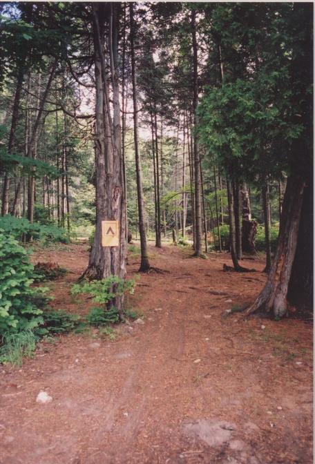 Forest behind our campsite