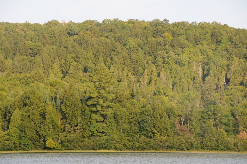 Mixed forest west of Confluence Point