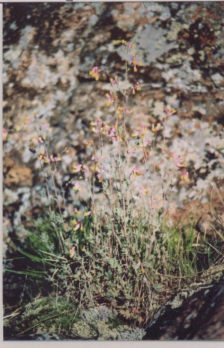 The local flower.  These things were everywhere.